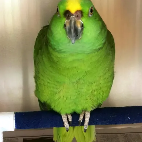 Happy and healthy green parrot.